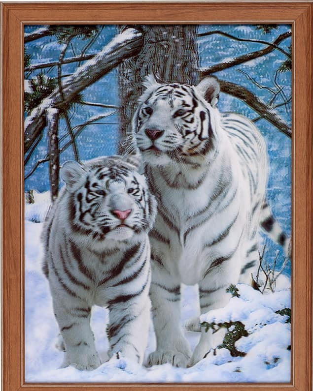 Купить Картина 5D 30х40 Белые тигры в Туле и Тульской области в интернет-магазине Чудо Свет