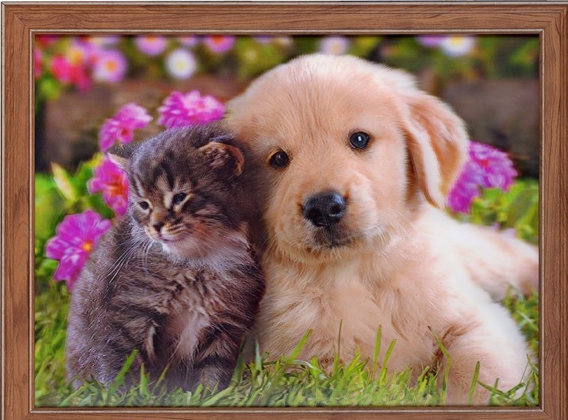 Купить Картина 5D 30х40 котик и собачка Друзья в Туле и Тульской области в интернет-магазине Чудо Свет